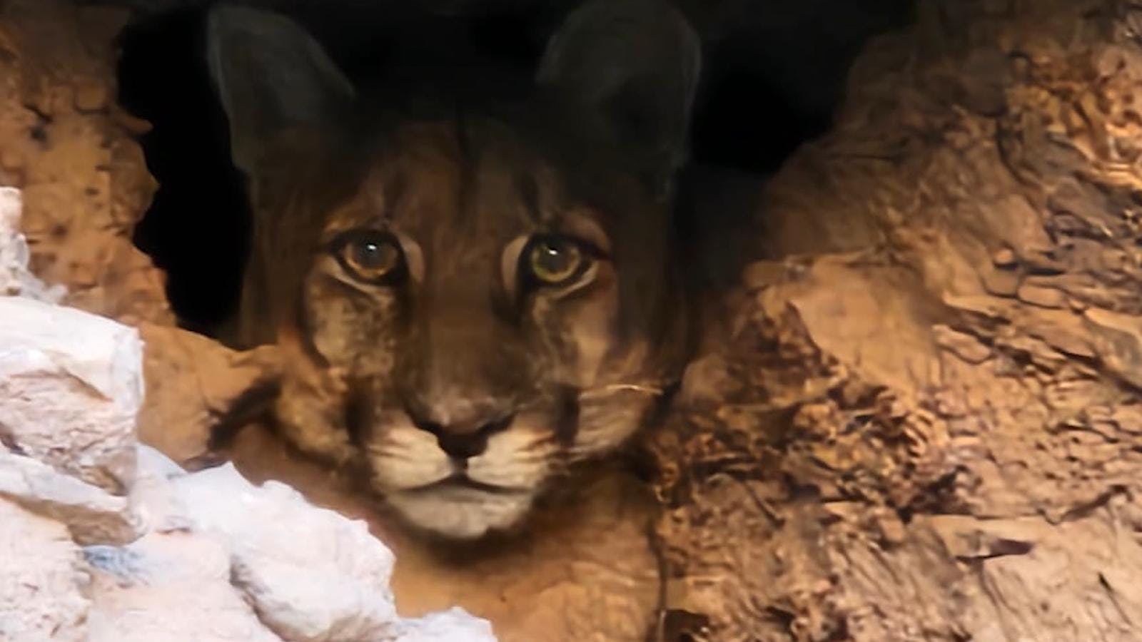 Preocupación en comunidad de Ayquina por avistamiento de puma