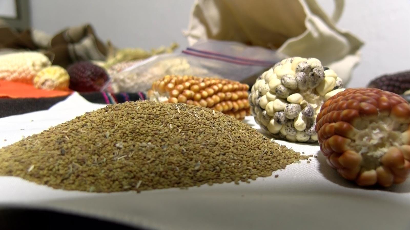 Calama aplica plan para recolectar y conservar semillas de productos propios de la zona