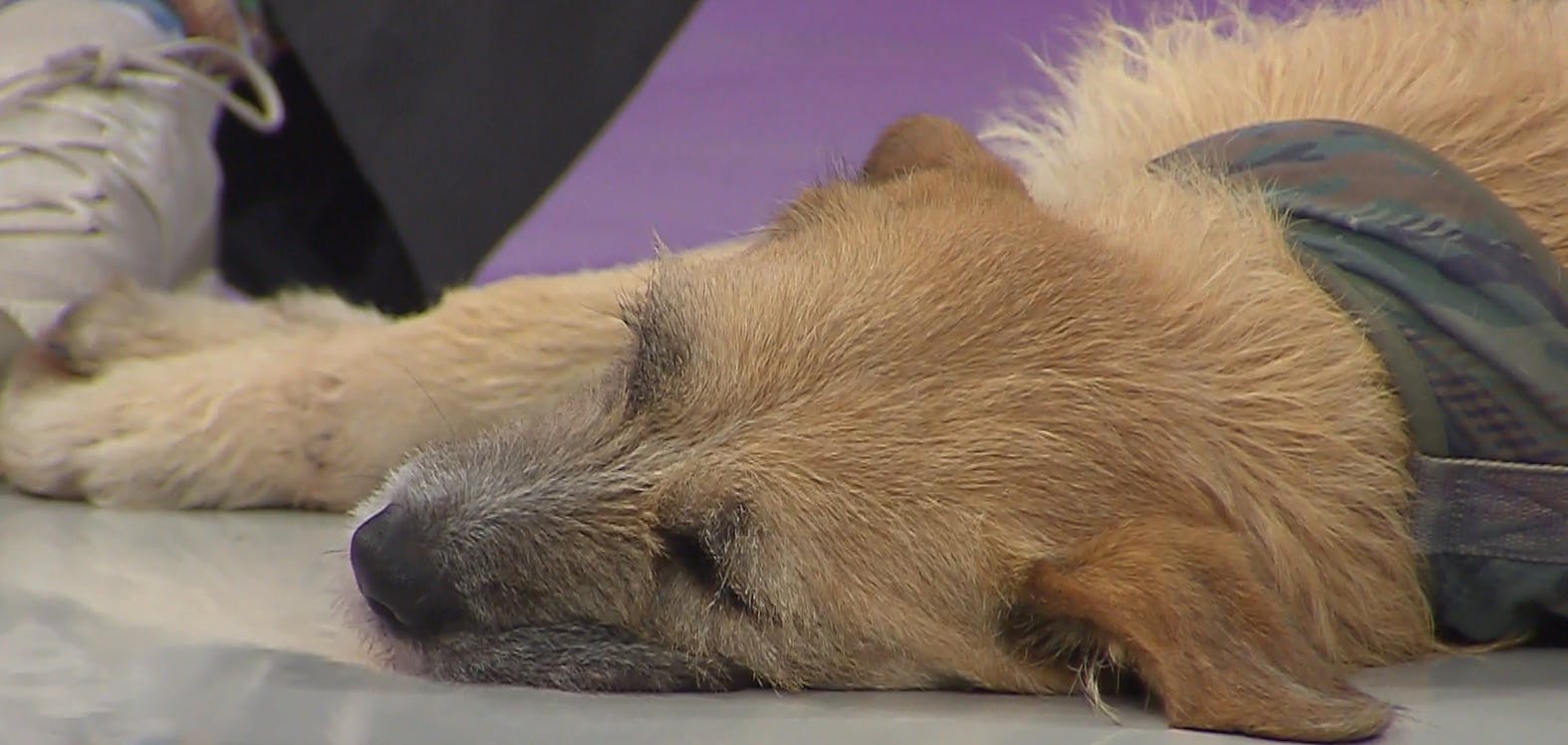 La ansiedad por separación de las mascotas: Consejos para aliviar esta angustia