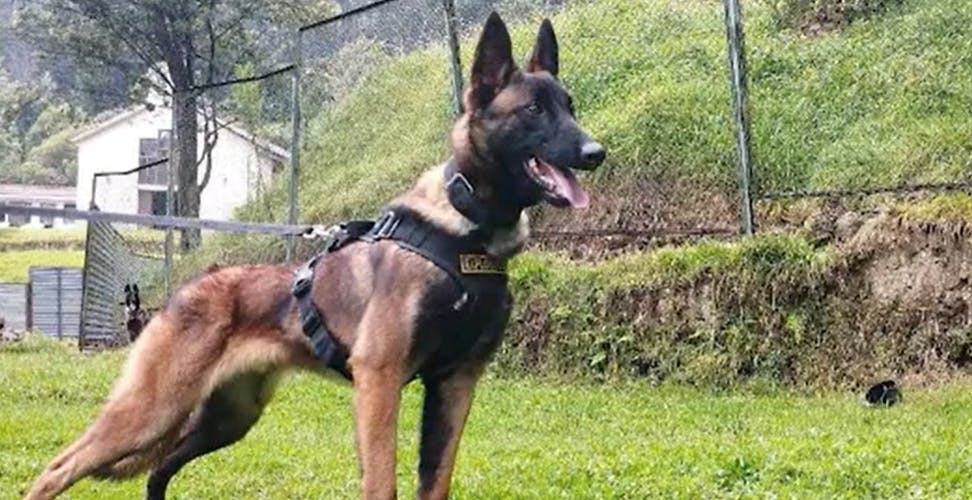 Wilson, el perro clave en el rescate de los niños perdidos en la selva de Colombia