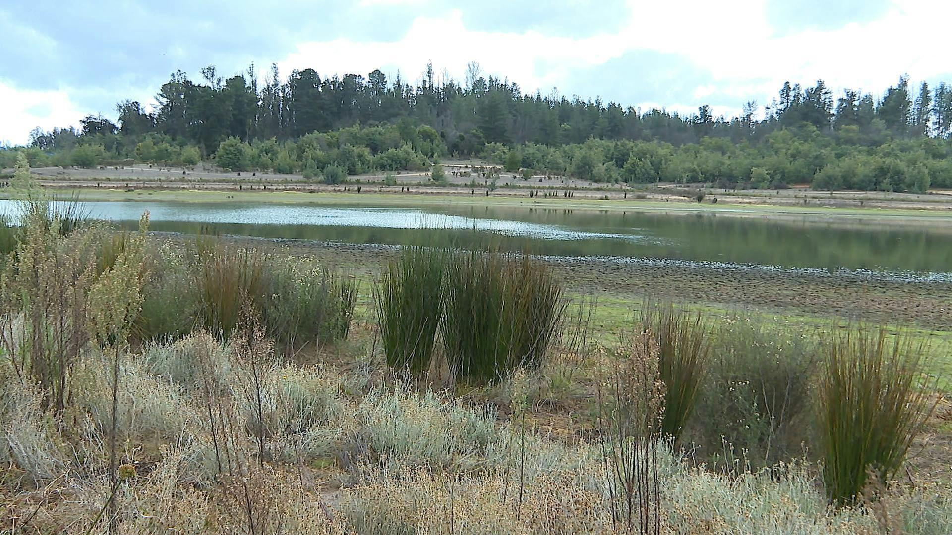 Proyecto busca recuperar ecosistema de la Reserva Lago Peñuelas