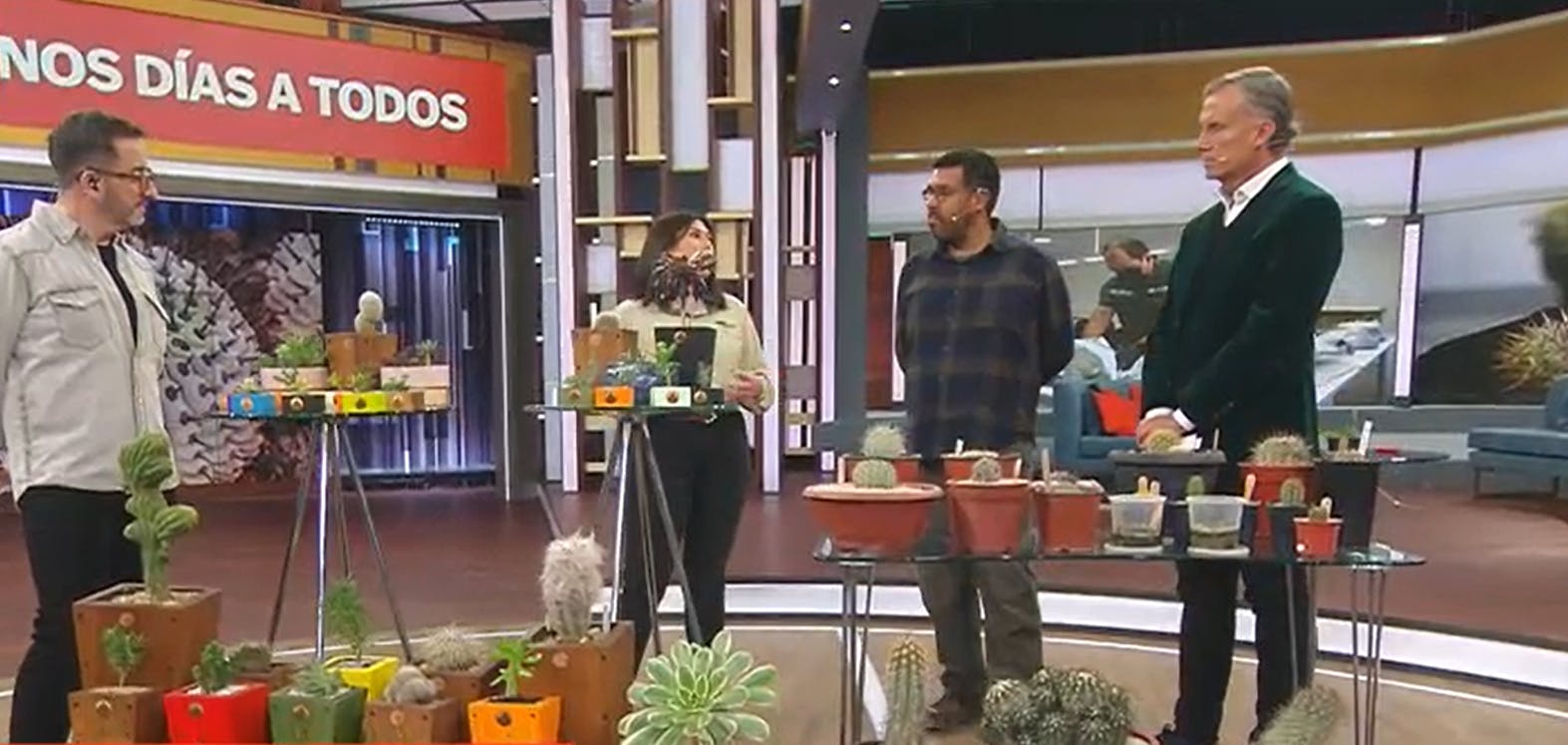 Uno solo valdría un millón: Cactus chilenos son traficados al extranjero