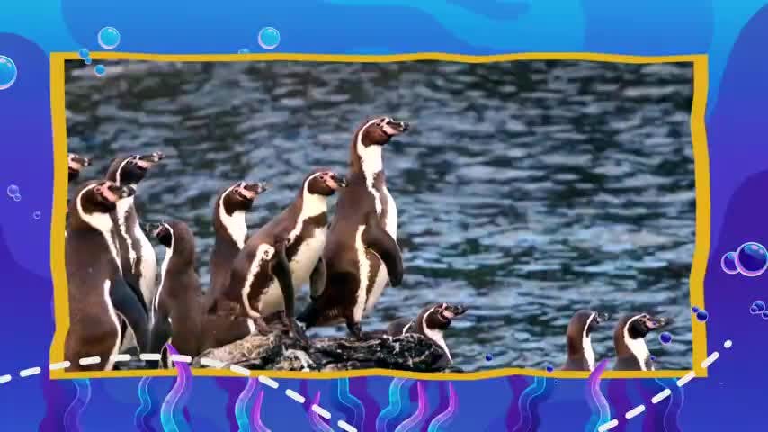 En NTV celebramos el Día de los Océanos
