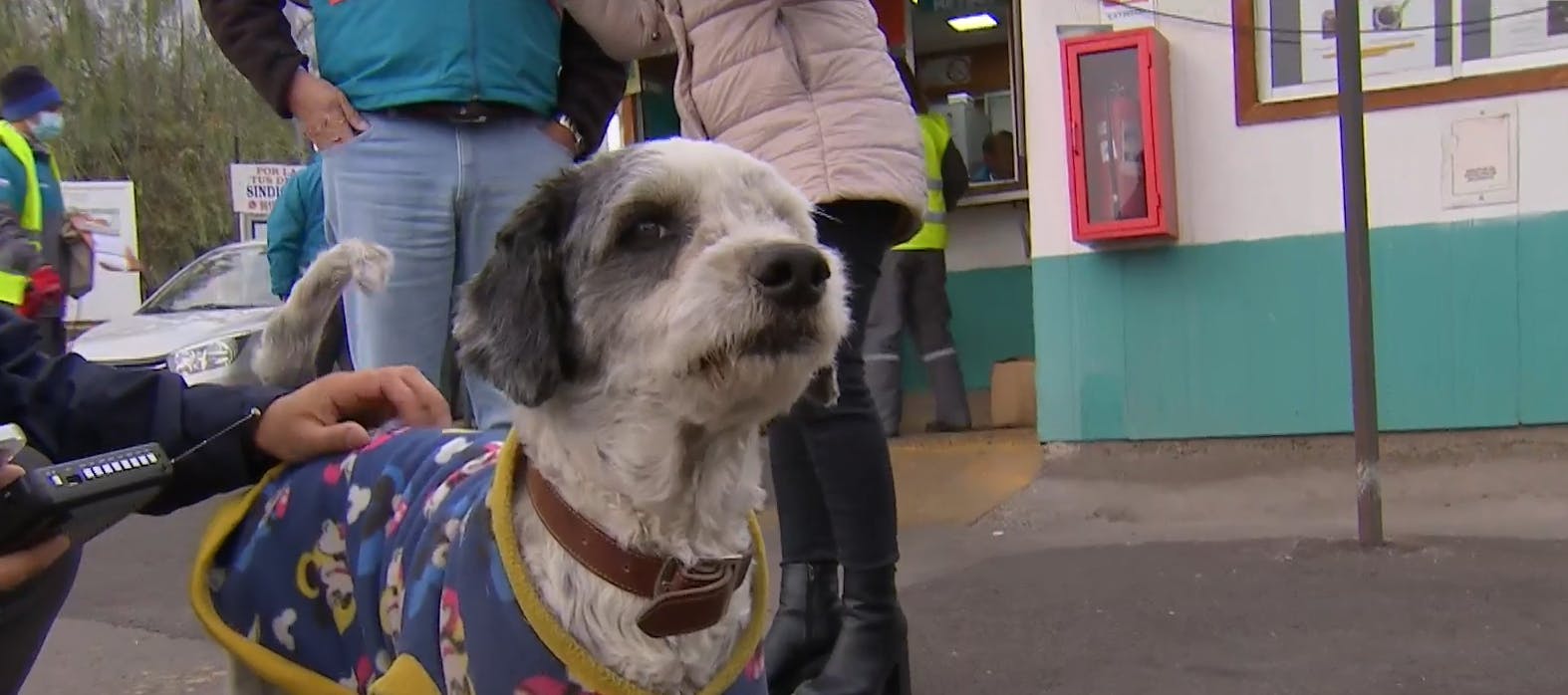 ¡Se subió a una micro y terminó en Peñalolen! Perrito perdido cruza Santiago busca a sus dueños