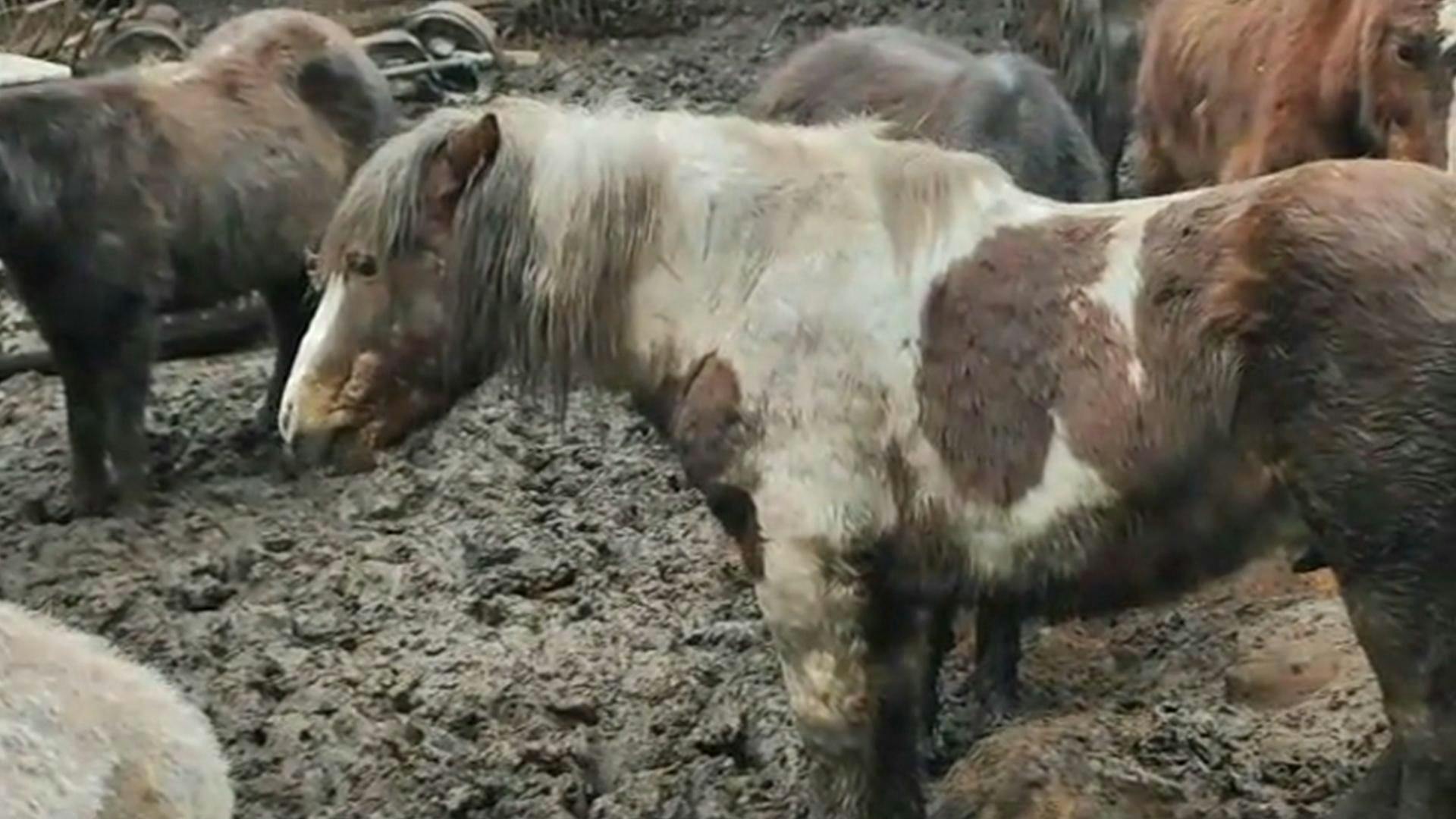 Dos detenidos deja desbaratamiento de matadero clandestino en Cartagena 