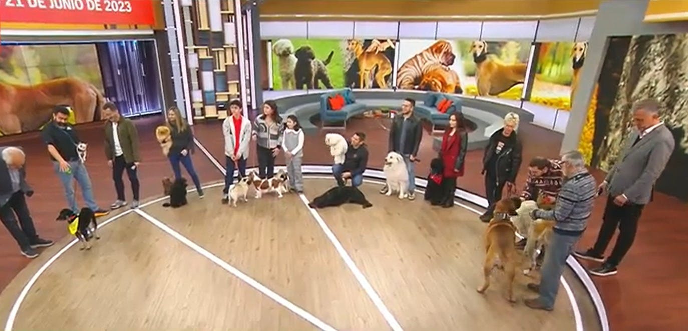 ¡Una ternura! Mira estos hermosos y únicos perritos que visitaron el BDAT