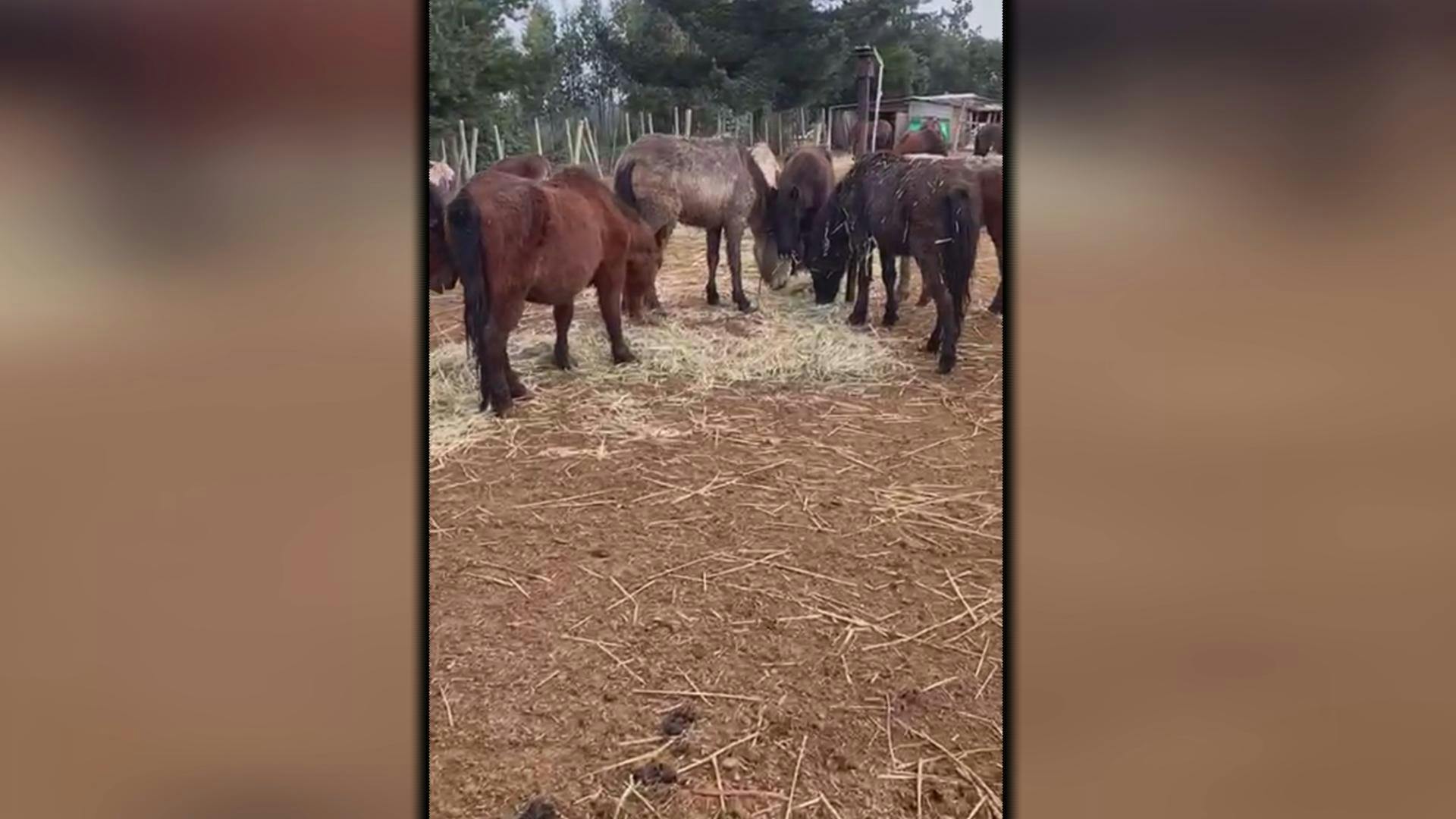 Prisión preventiva para sujetos formalizados por maltrato animal en San Antonio