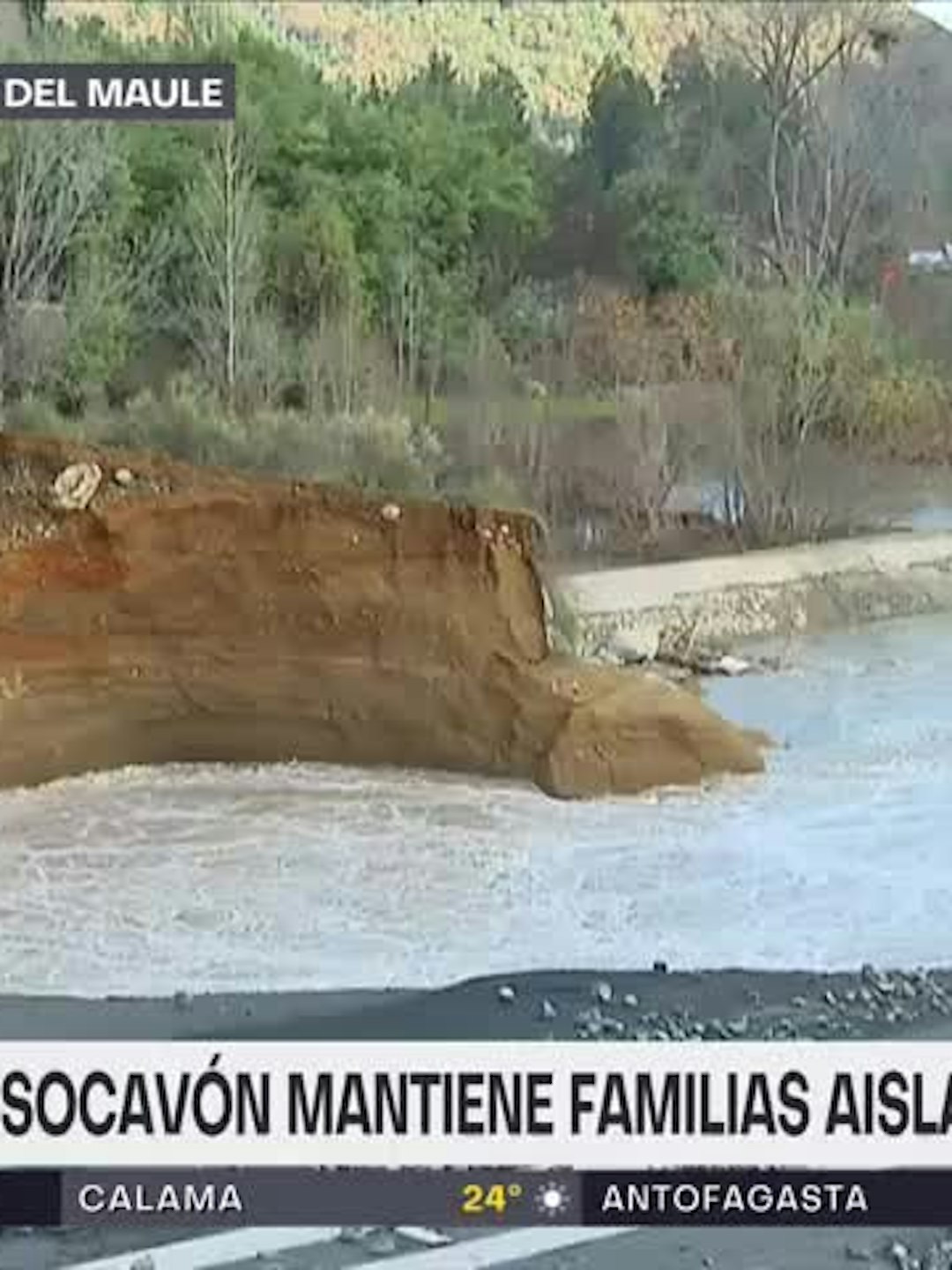 "Son como mis hijos": la emoción de vecina que encontró sus perros en Linares