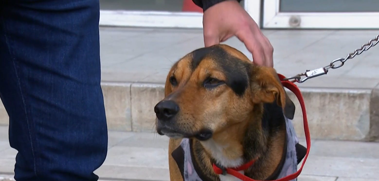 ¡Un final feliz! El emotivo reencuentro entre perro perdido y su dueño