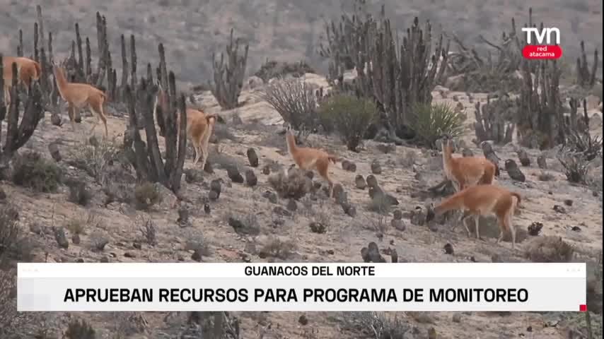 ESTUDIO SOBRE GUANACOS