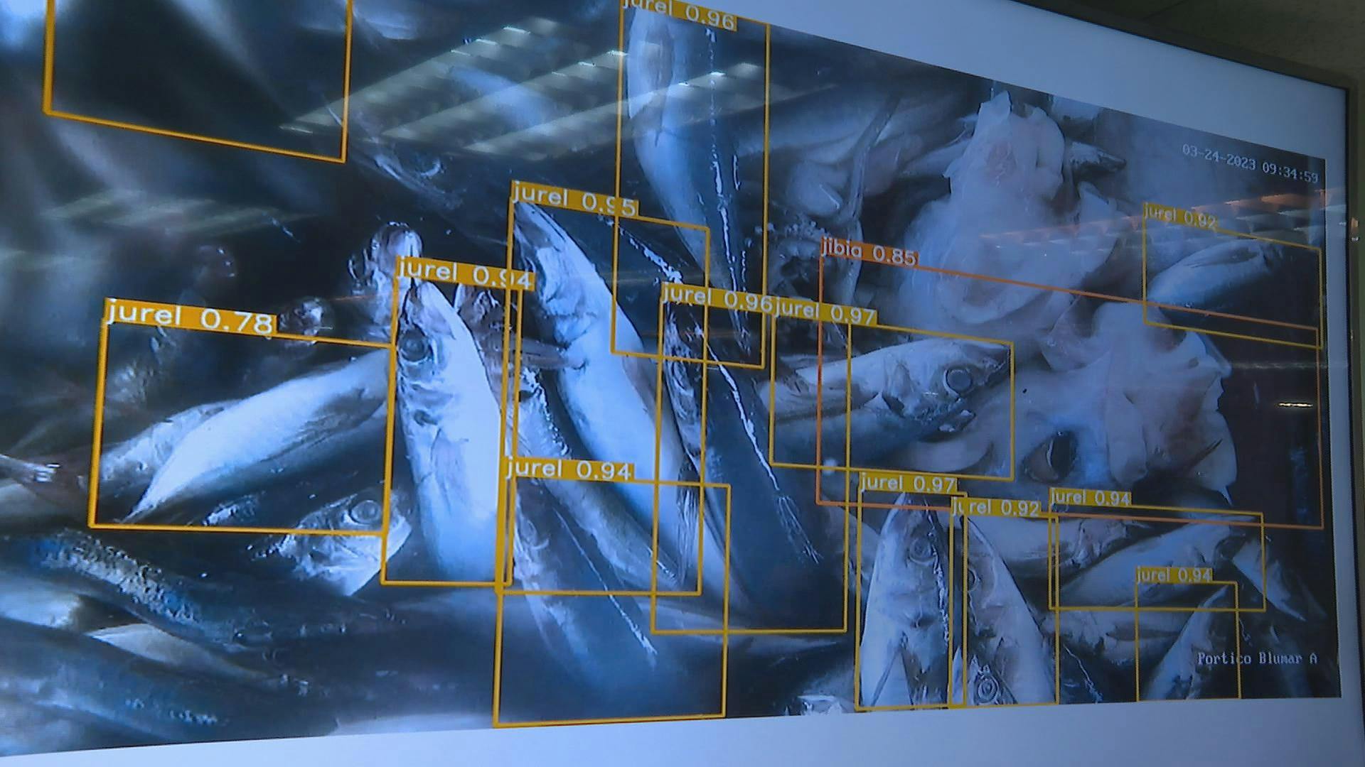 Sernapesca implementa inteligencia artificial para la identificación de peces 