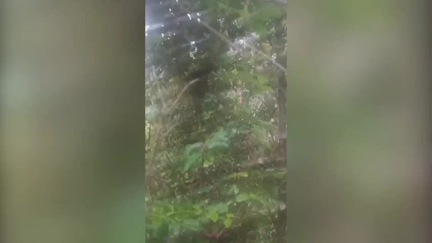 6 naranjillos pararon proyecto minero en Penco