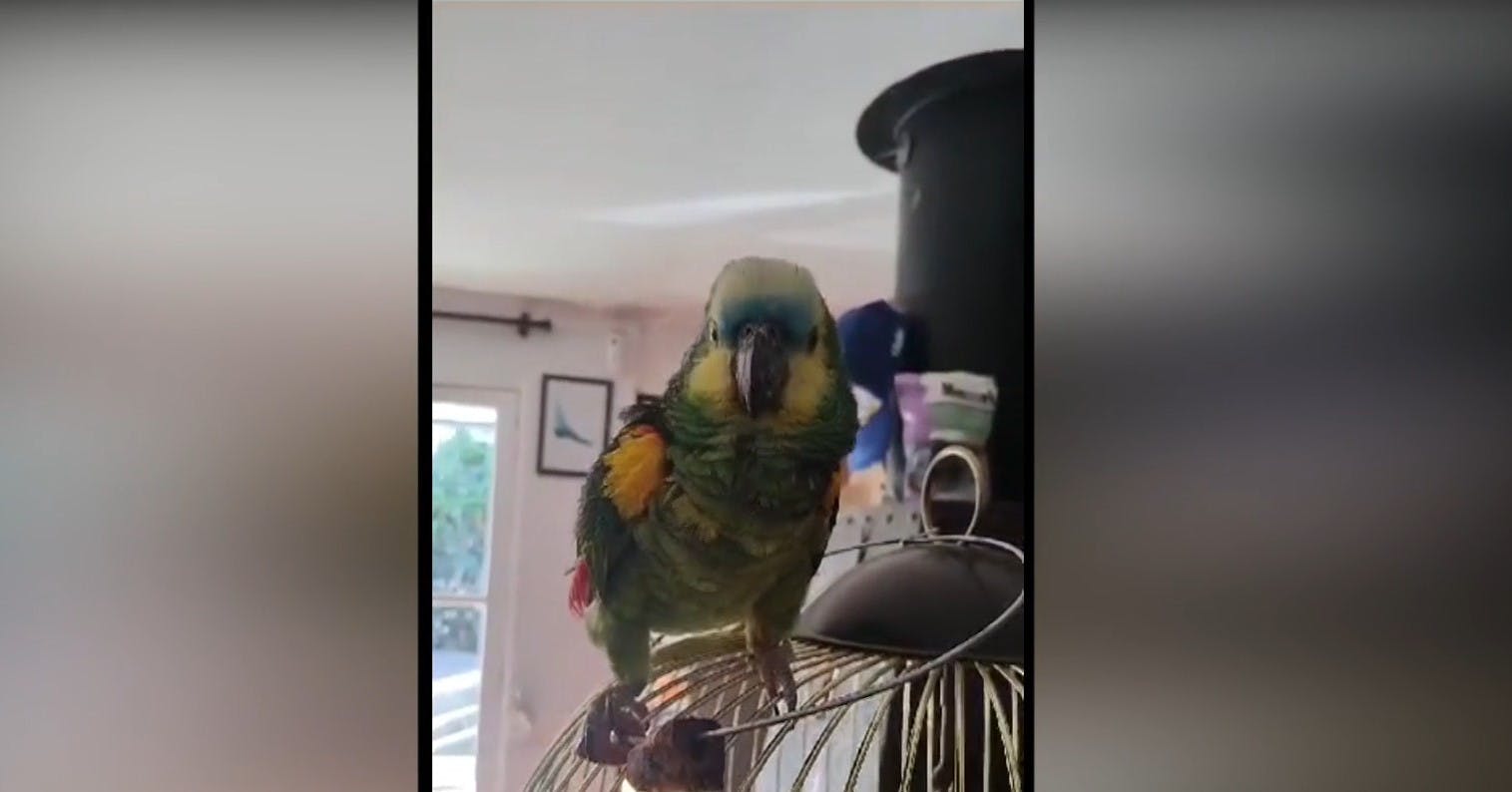 ¡Nos visitaron animales exóticos en el Buenos Días a Todos