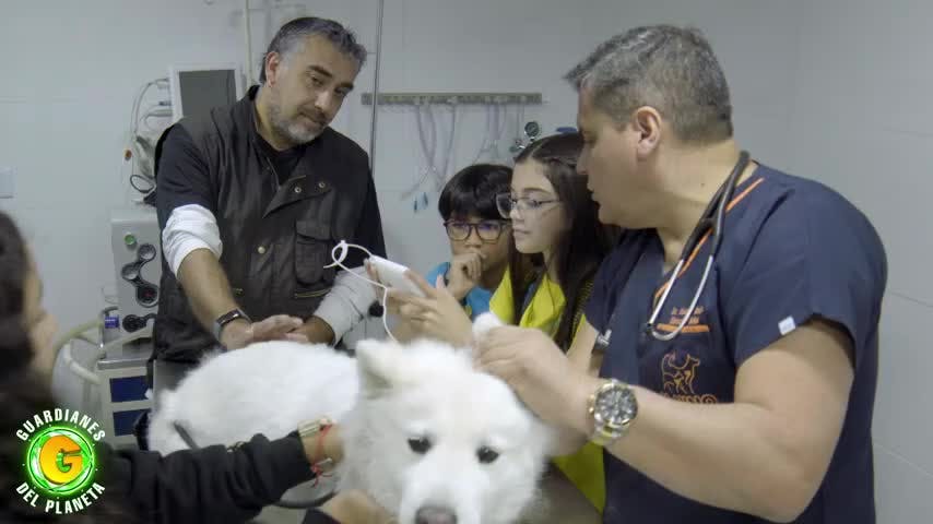 Guardianes del Planeta Capítulo 12: Alimentación adecuada de animales