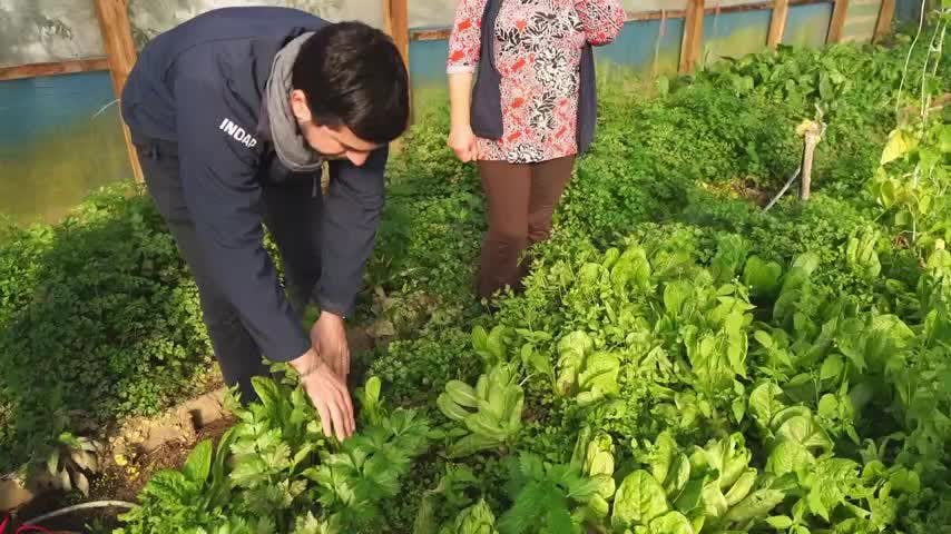 Alimento para animales en zonas de catástrofe