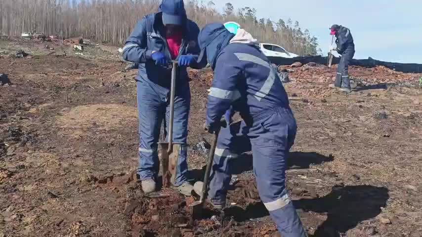 Reforestación de bosque nativo en Biobío