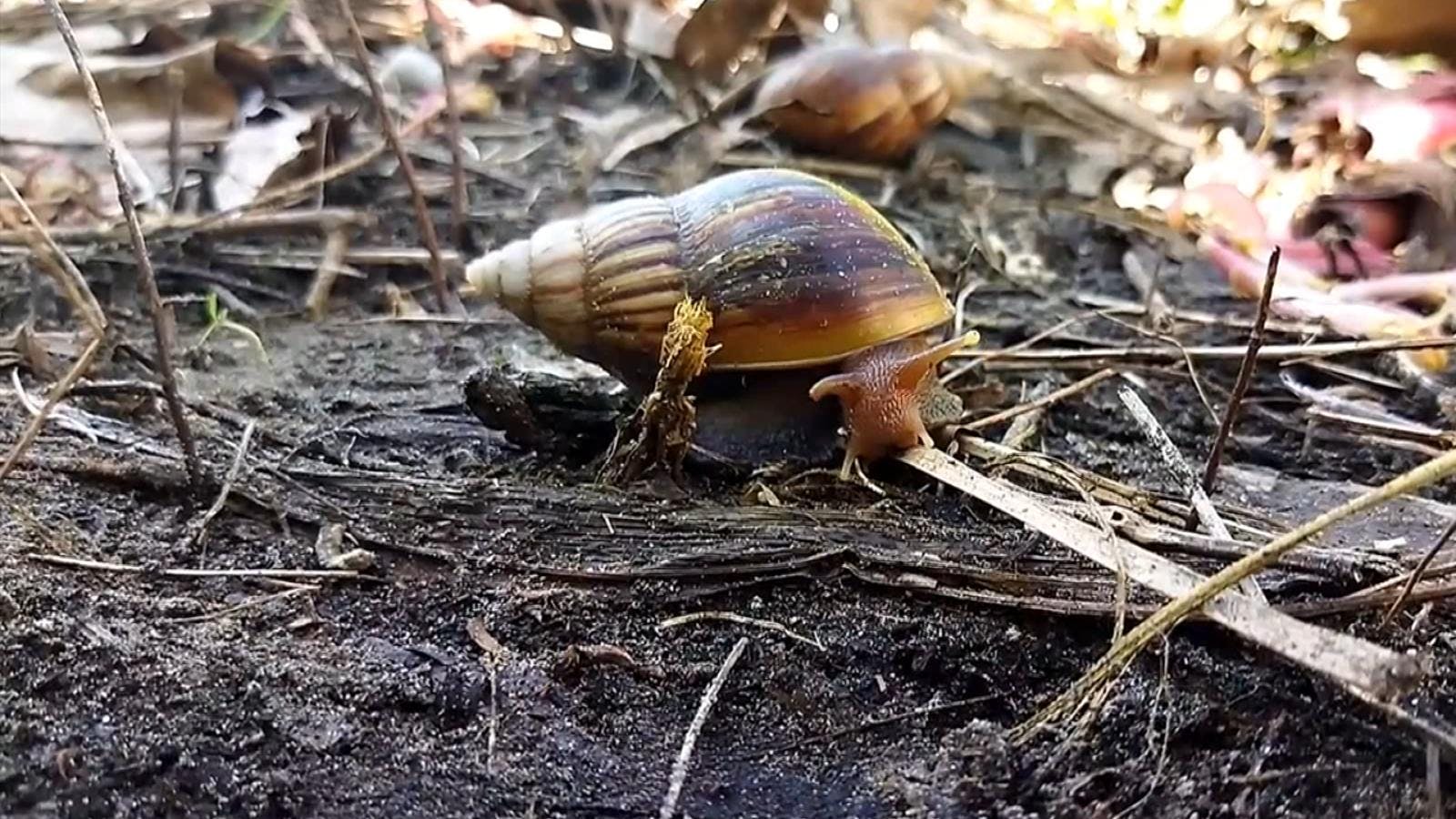 Alerta en fronteras por hallazgo de temido caracol
