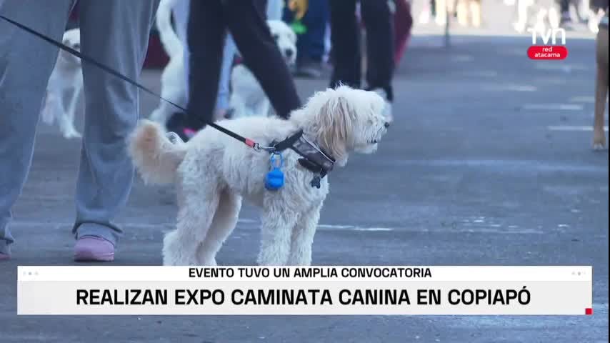 Caminata canina