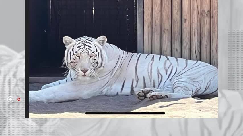 Ataque de tigre en zoológico de Los Ángeles