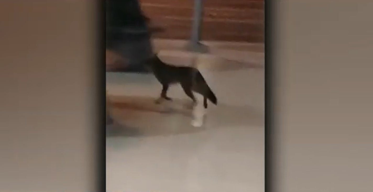 ¡Intenso operativo para encontrar a un zorrito en Plaza Egaña!