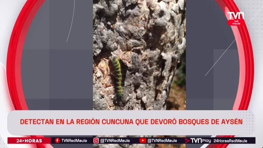 Detectan en el Maule cuncuna que destruyó cientos de bosques en Aysén