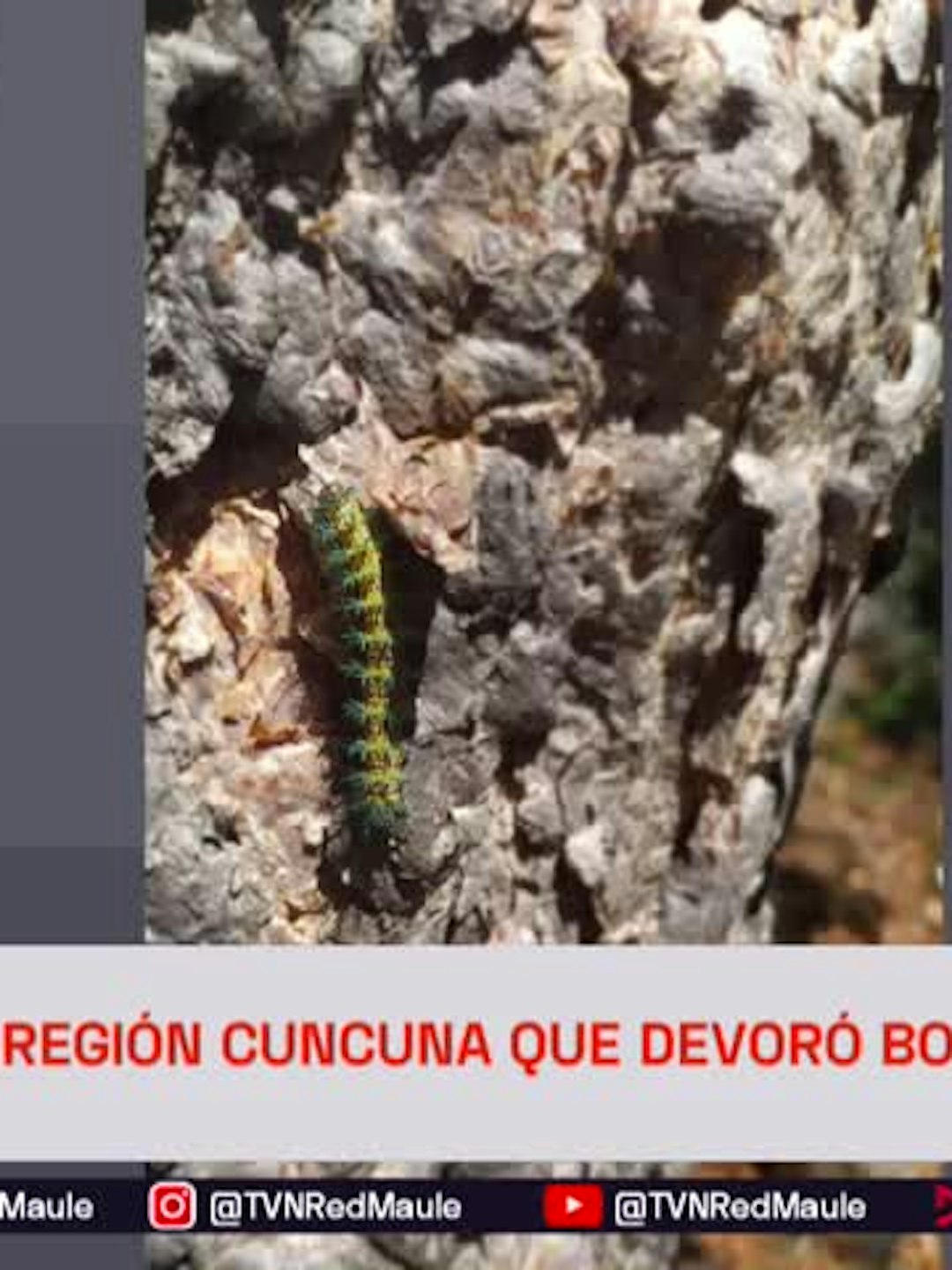 Detectan en el Maule cuncuna que destruyó cientos de bosques en Aysén