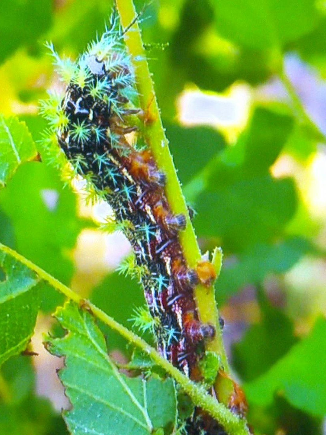 Detectan proliferación de cuncuna "devora predios"