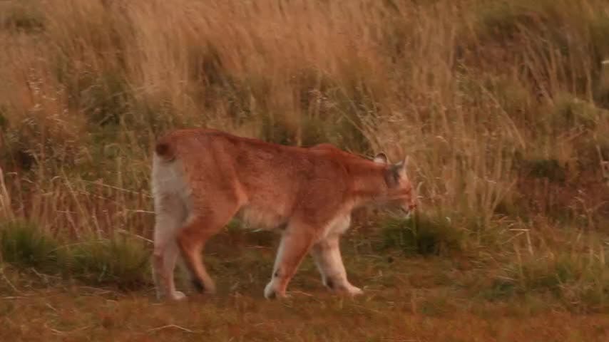 Selva Viva Patagonia en NTV: El encuentro con un puma