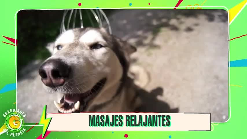 Ranking Guardianes del Planeta: Cómo regalonear a tus mascotas