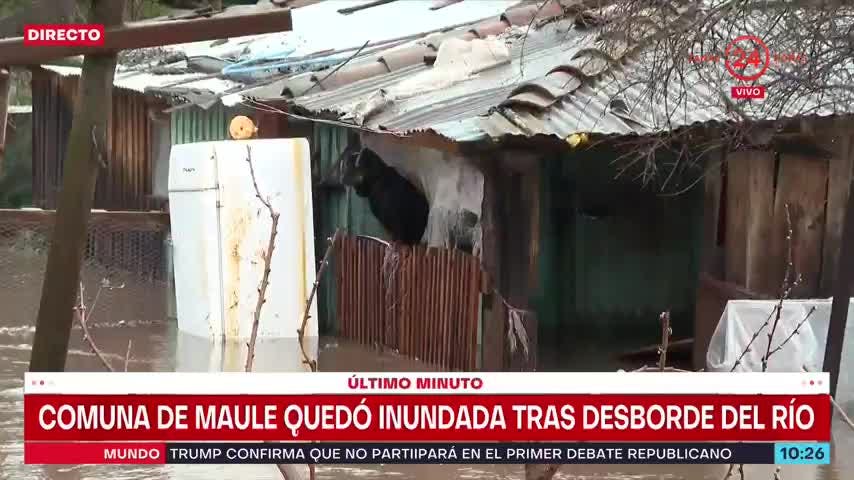 Inundación total en Maule: perro queda atrapado en casa tras fuertes lluvias