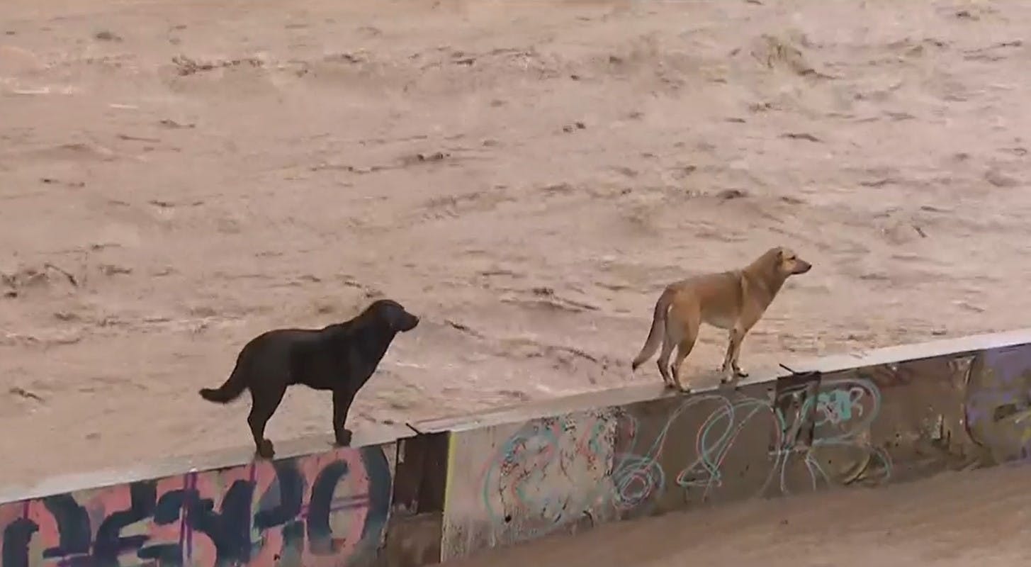 Mascotas y catástrofes: ¿Cómo protegerlos ante una emergencia?