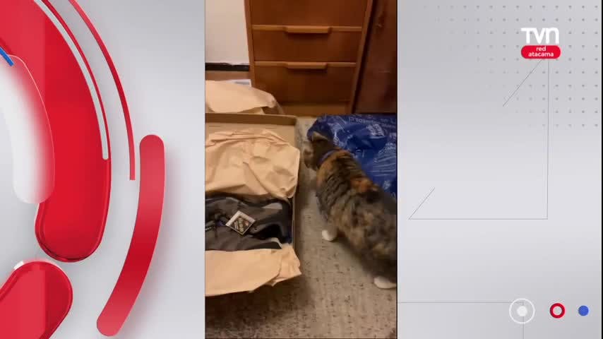 Mes de los gatos