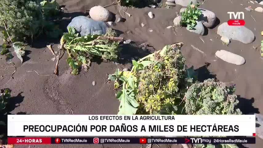 Alto nivel de daño a la agricultura gatillará alzas