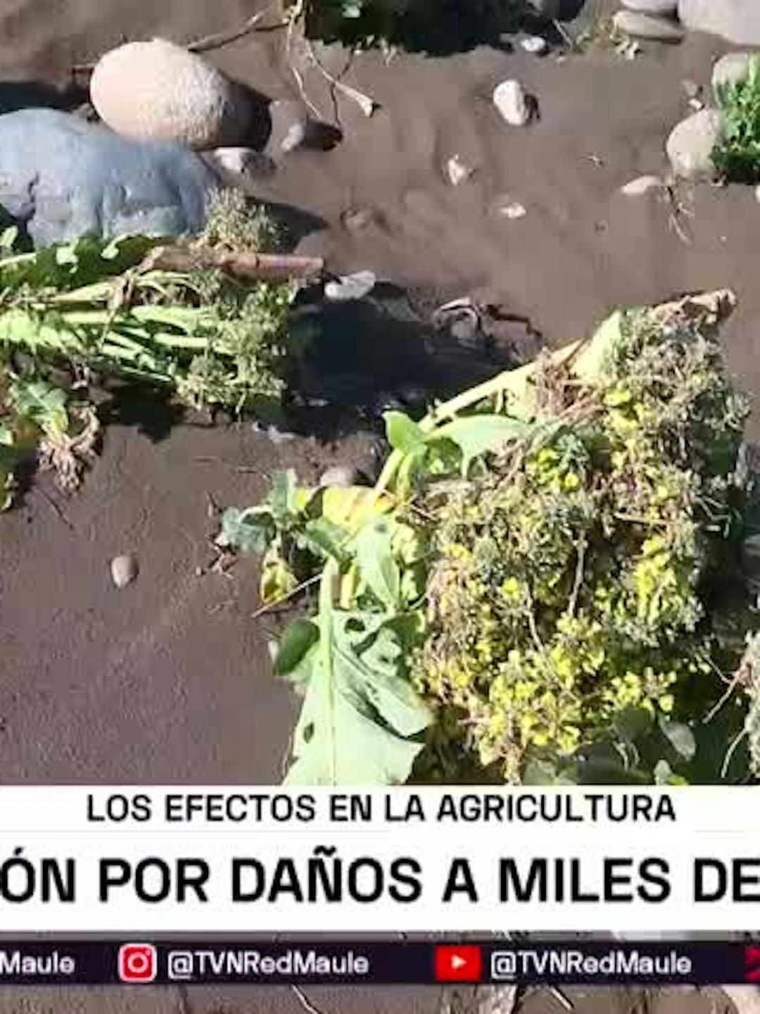 Alto nivel de daño a la agricultura gatillará alzas