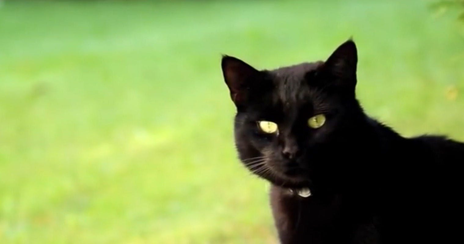 Síntomas y tratamiento: Todo lo que debes saber sobre el hongo brasileño que afecta a gatos