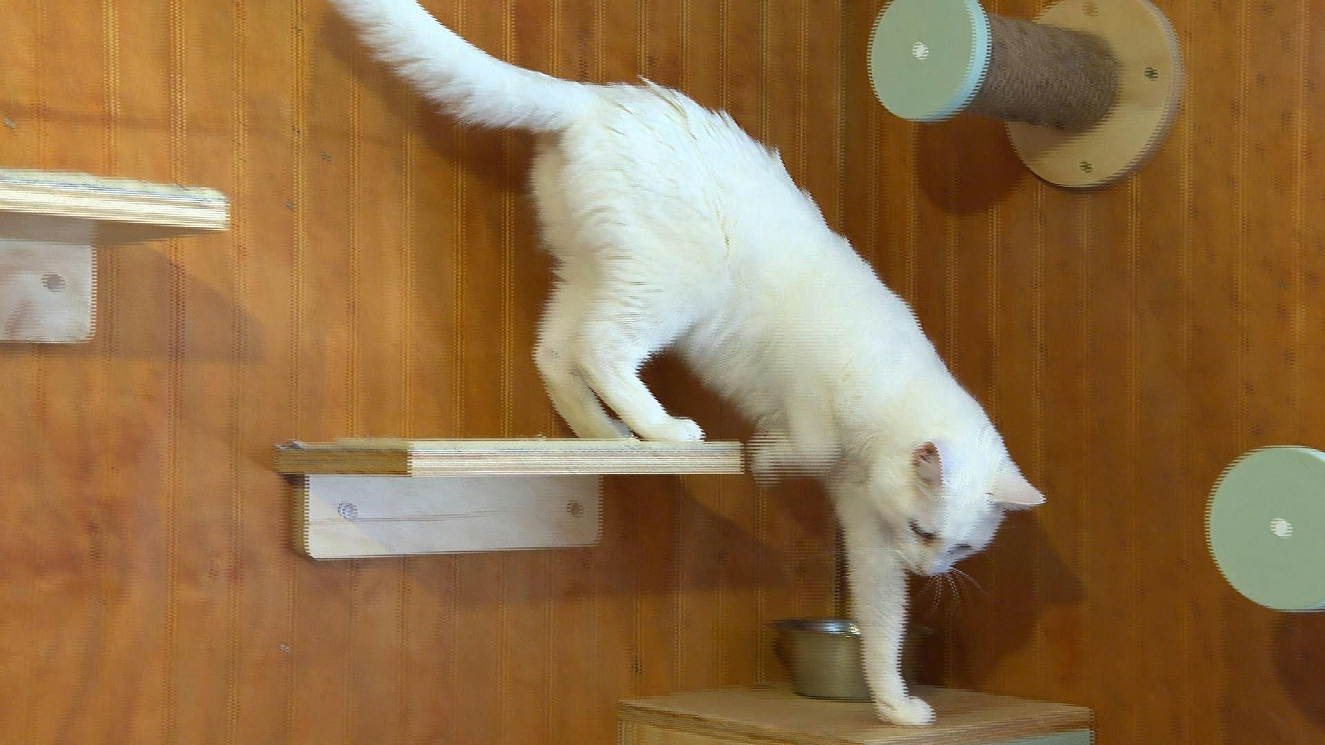 Detectan primer  caso de patología fúngica transmitida por gatos en Concón