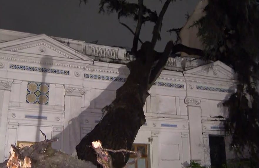 Lamentable: Árbol de 160 años cae sobre el Palacio Cousiño