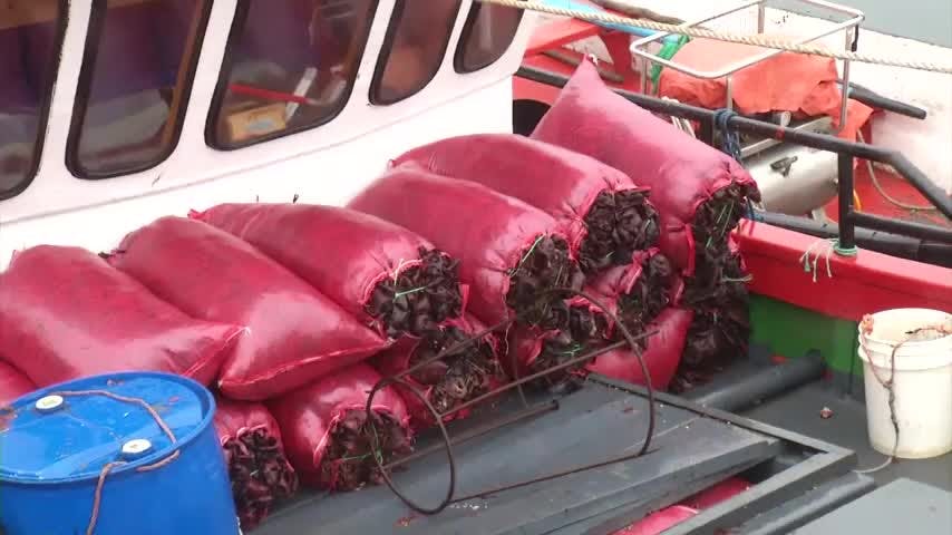 Pescadores en alerta por precio de la luga