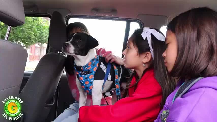 Guardianes del Planeta Capítulo 21: Ayudan a gatita enferma y a perrito que le teme a los autos