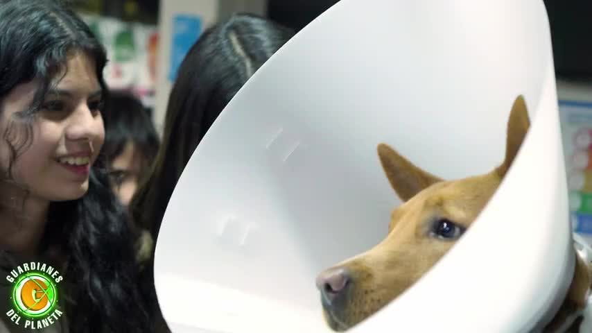 Guardianes del Planeta capítulo 22: Investigan por qué un perrito no quiere ir a pasear