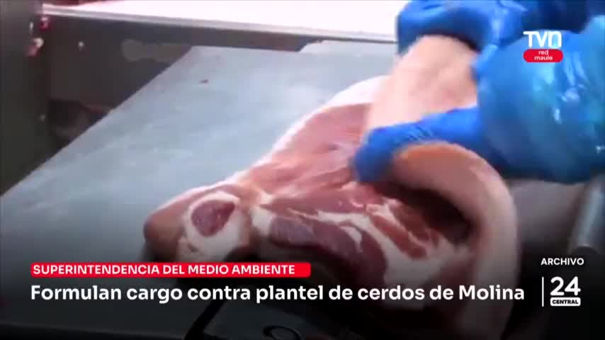 Superintendencia formula cargo contra plantel de cerdos de Molina