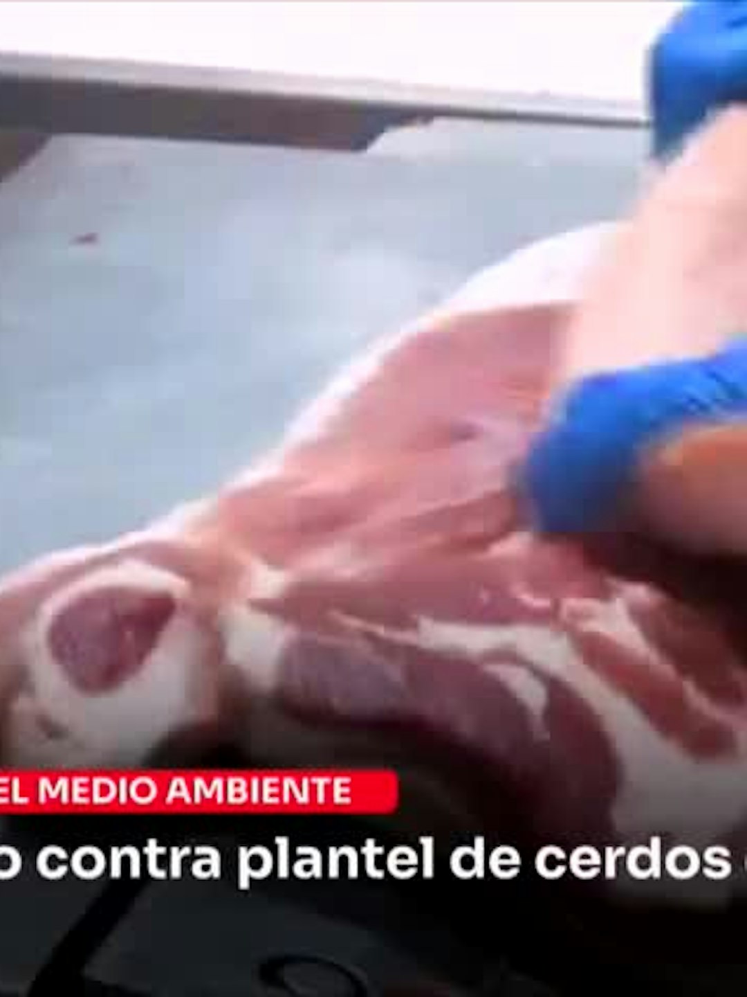 Superintendencia formula cargo contra plantel de cerdos de Molina