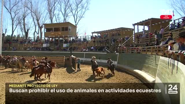 Buscan prohibir el uso de animales en el rodeo