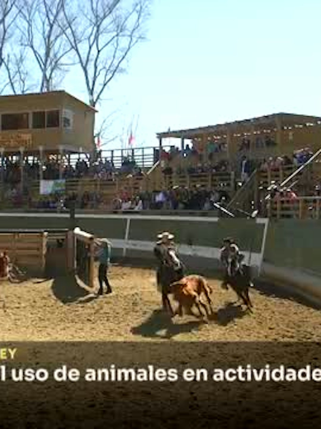 Buscan prohibir el uso de animales en el rodeo