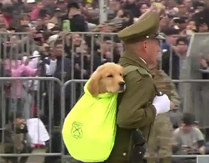 Los virales que se tomaron las Fiestas Patrias