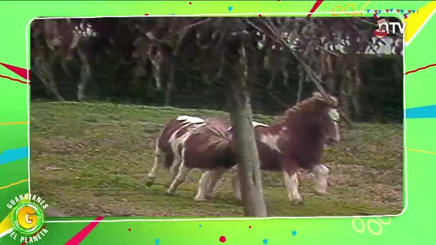 Ranking Guardianes del Planeta: Los caballos más pequeños