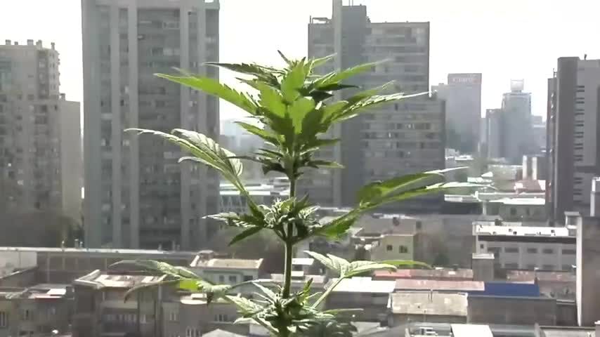 Marihuana, se prende el debate | Informe Especial