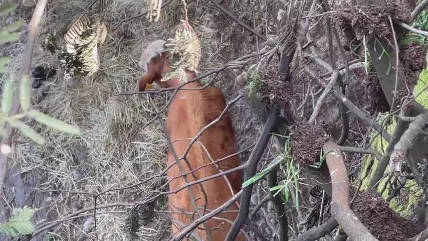 Por redes sociales piden ayuda para rescate animal
