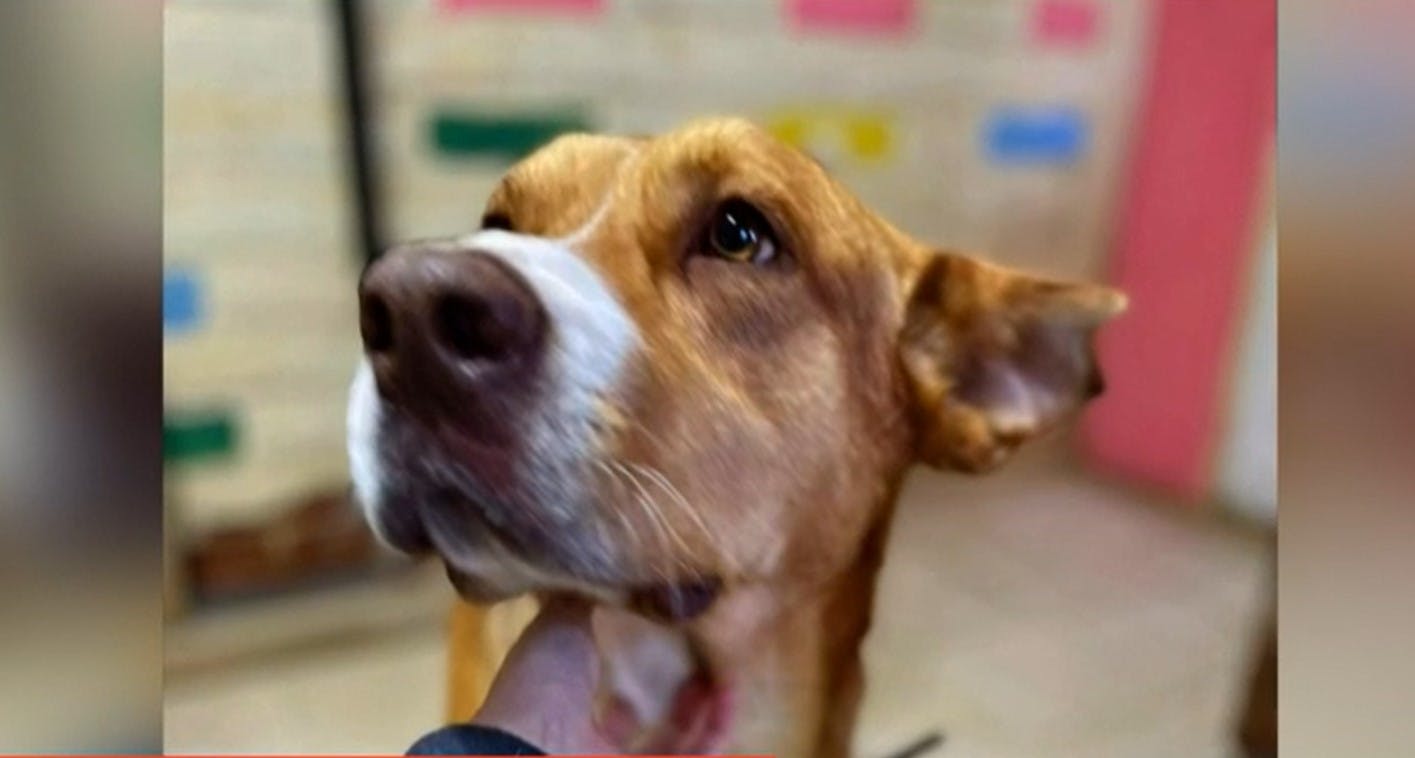 ¿Cómo adoptar a Dante, el perrito maltratado en Villa Alemana?