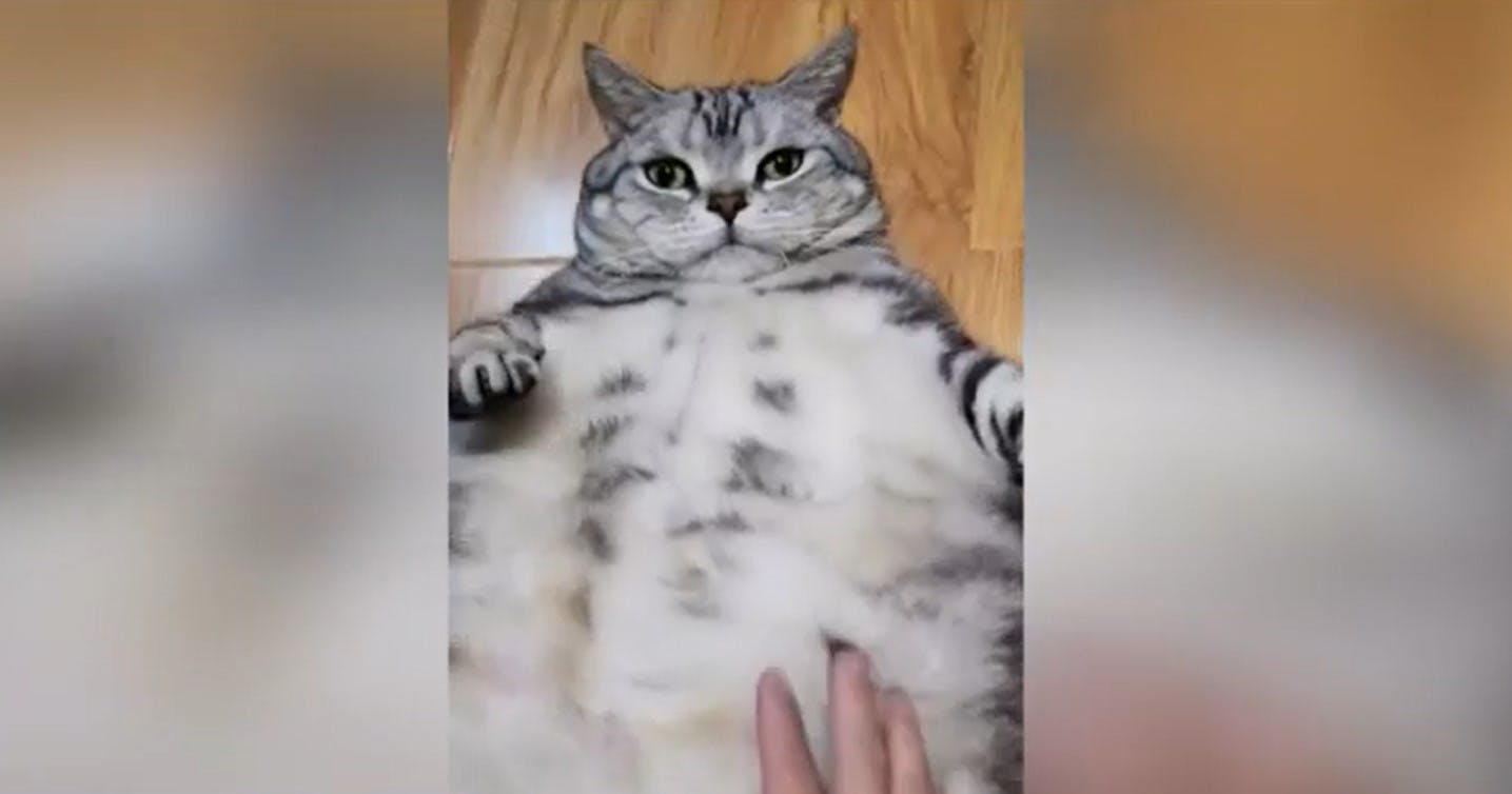 ¿Cómo cuidarlos? El problema de la obesidad en mascotas 